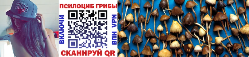 Галлюциногенные грибы Psilocybine cubensis  Трубчевск 